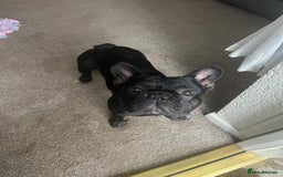 French Bulldog dogs for stud: Amazing black boy for stud - Image 5