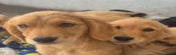 Golden Retriever dogs for sale: KC Healthy Golden Retriever Puppies - Advert 20