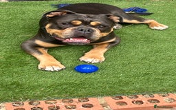 Olde English Bulldogge dogs for sale: Old English Bulldog - Image 1