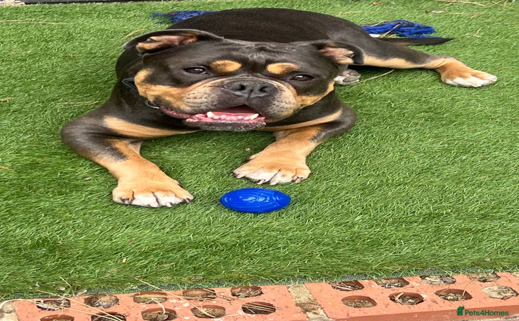 Olde English Bulldogge dogs - Advert 3