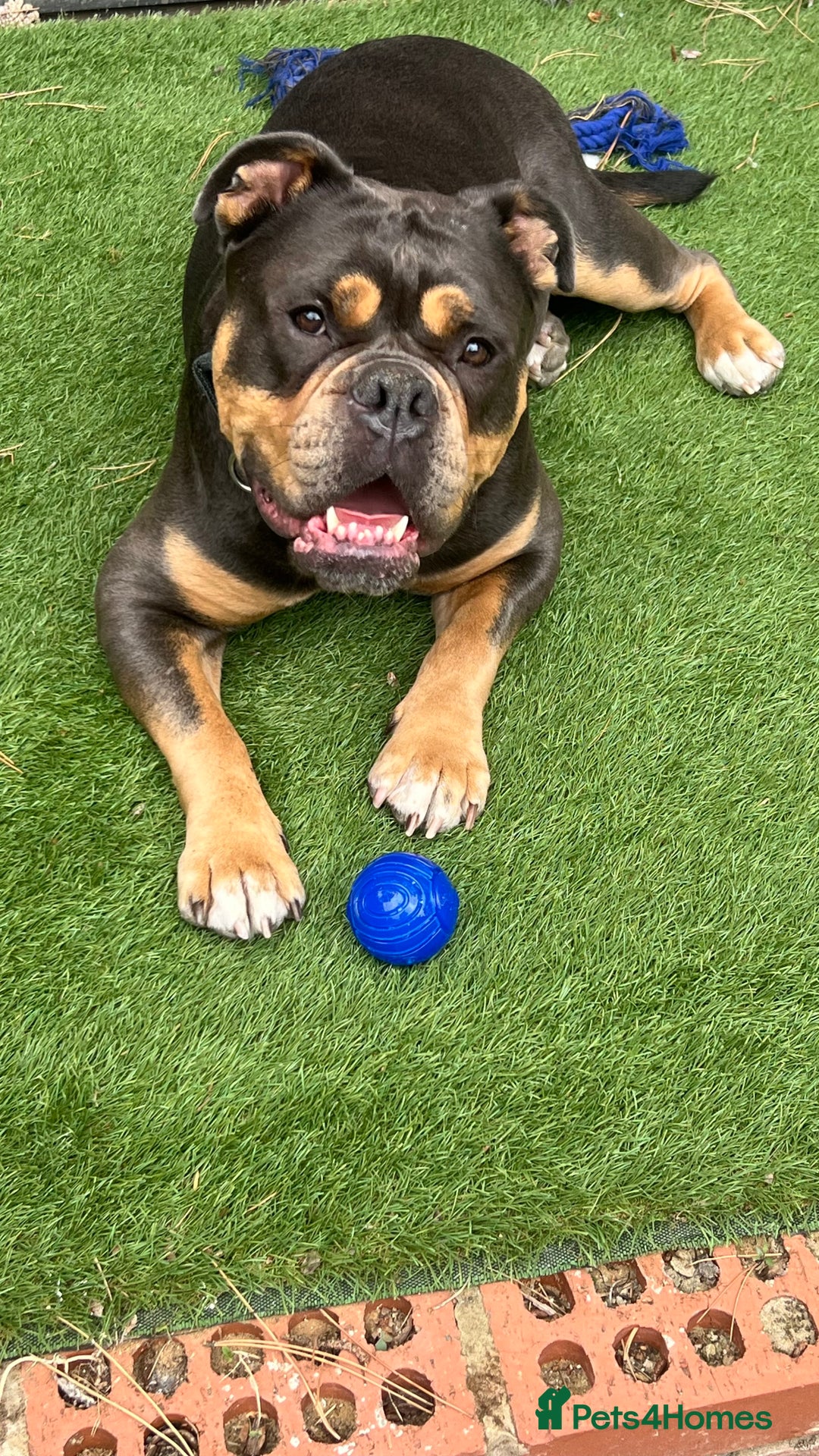 Olde English Bulldogge dogs for sale: Old English Bulldog - Image 1