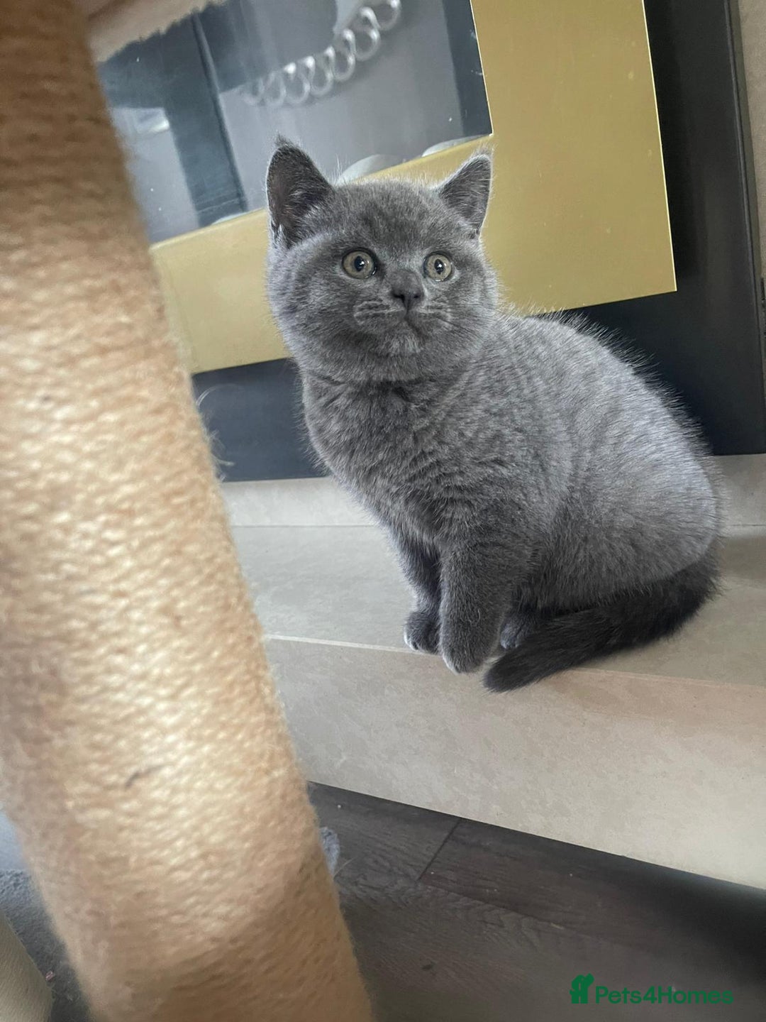 British Shorthair cats for sale: British shorthair kittens  - Image 7