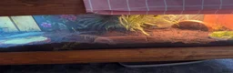 Tortoise reptiles for sale: Redfoot tortoises - Advert 4