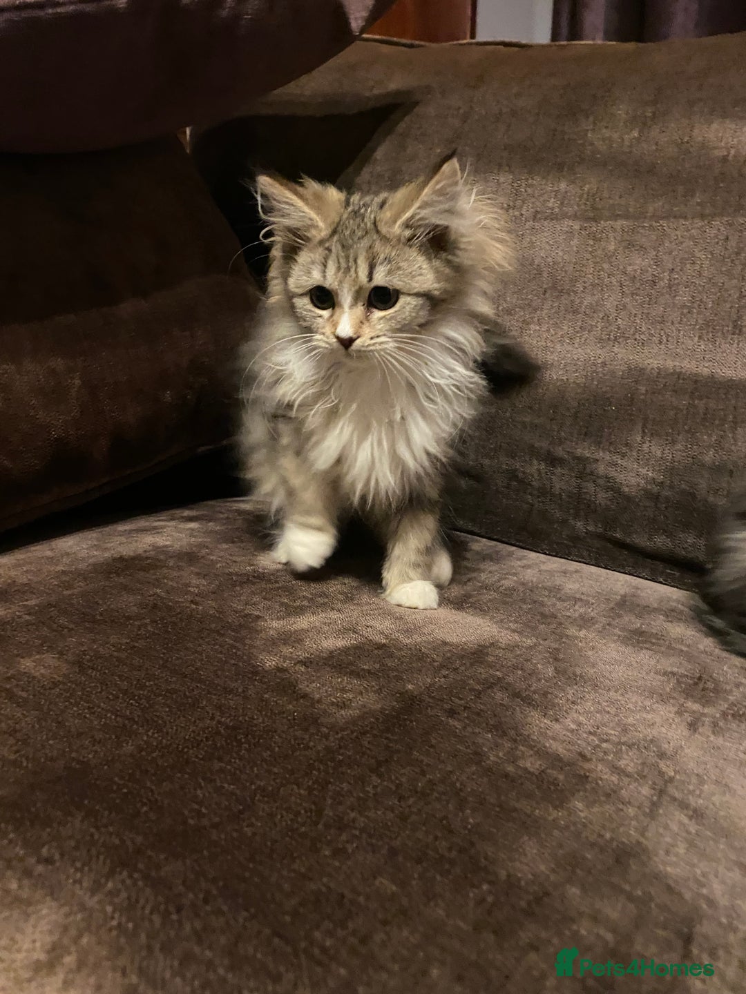 Maine Coon cats for sale: Maine coon kittens - Image 17