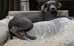 Great Dane dogs for sale: Great dane puppies for sale  - Image 10
