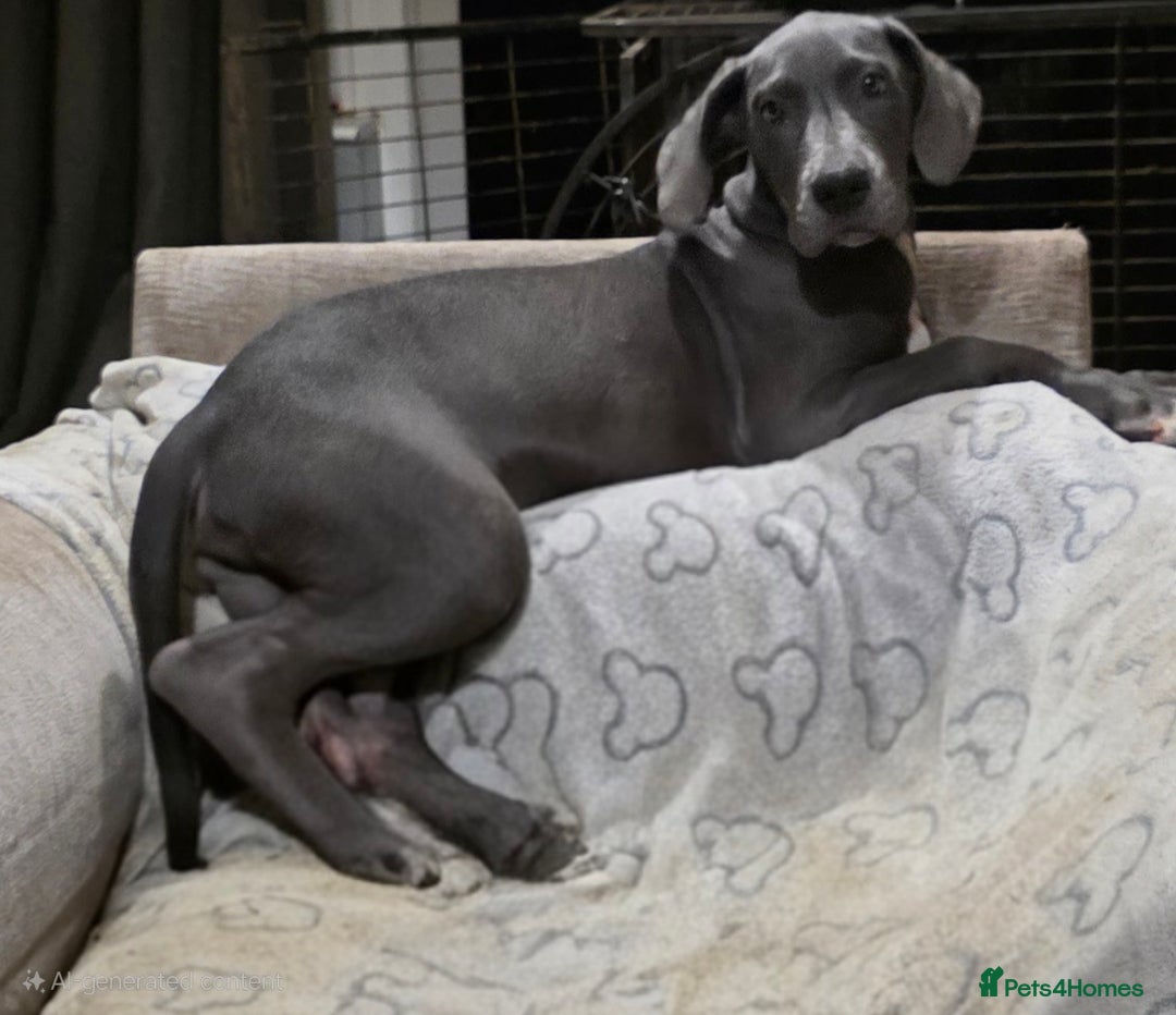 Great Dane dogs for sale: Great dane puppies for sale  - Image 10