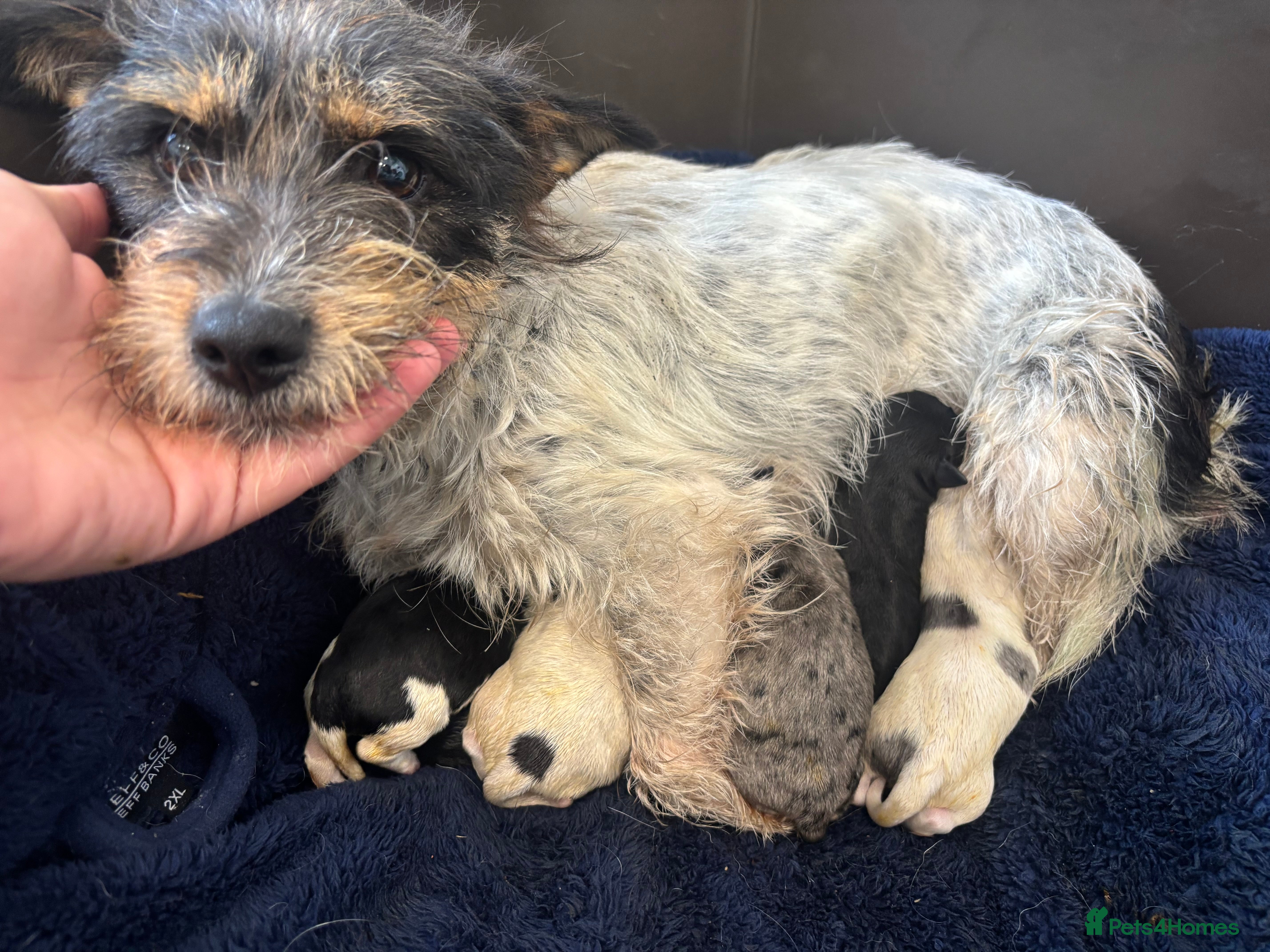 Mixed Breed dogs Terriers for new homes  - Advert 5