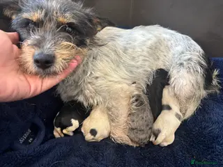 Mixed Breed dogs Terriers for new homes - Advert 18