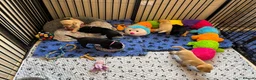 Labrador Retriever dogs for sale: KC Reg Yellow and black Labrador pups - Advert 1