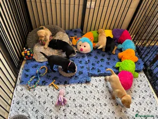 Labrador Retriever dogs KC Reg Yellow and black Labrador pups - Advert 3