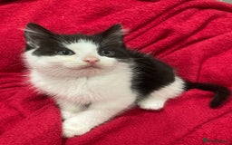 British Shorthair cats for sale: Beautiful kittens looking for new home  - Image 5
