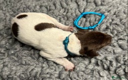 German Shorthaired Pointer dogs for sale: German Short Haired Pups - Serbian Blood Lines - Image 7