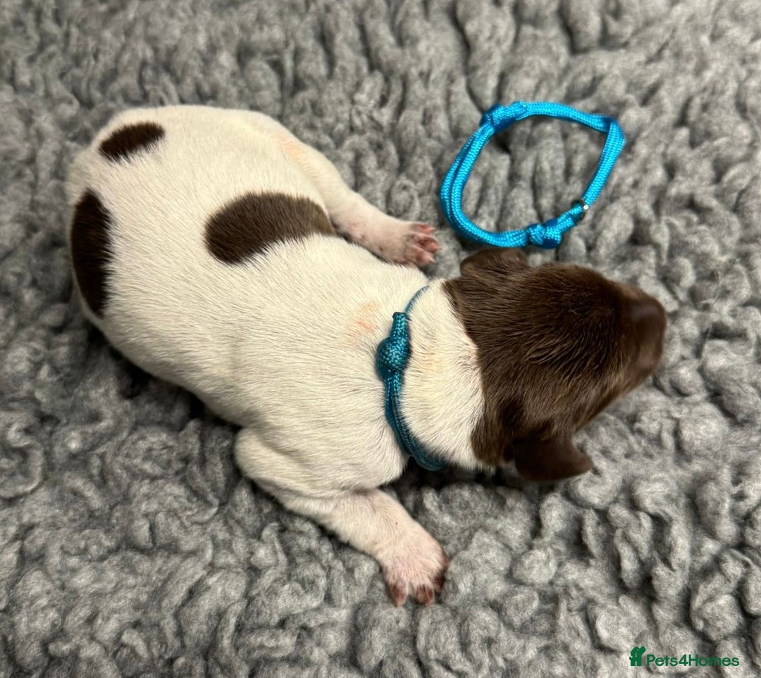 German Shorthaired Pointer dogs for sale: German Short Haired Pups - Serbian Blood Lines - Image 7