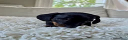Miniature Dachshund dogs for sale: KC REGISTERED MINIATURE DACHSHUND PUPPIES - Advert 4