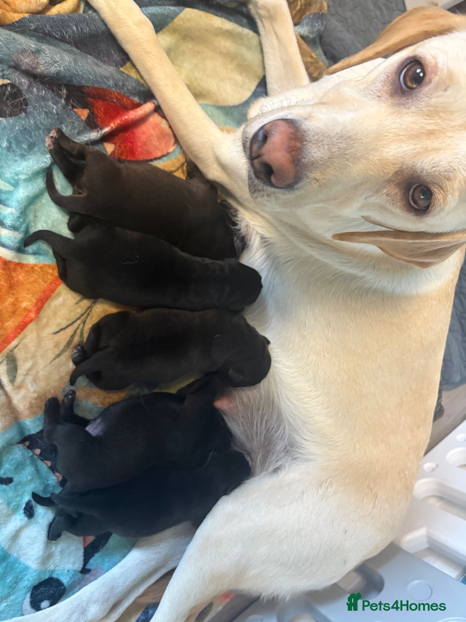 Mixed Breed dogs Labrador x staff - Advert 5