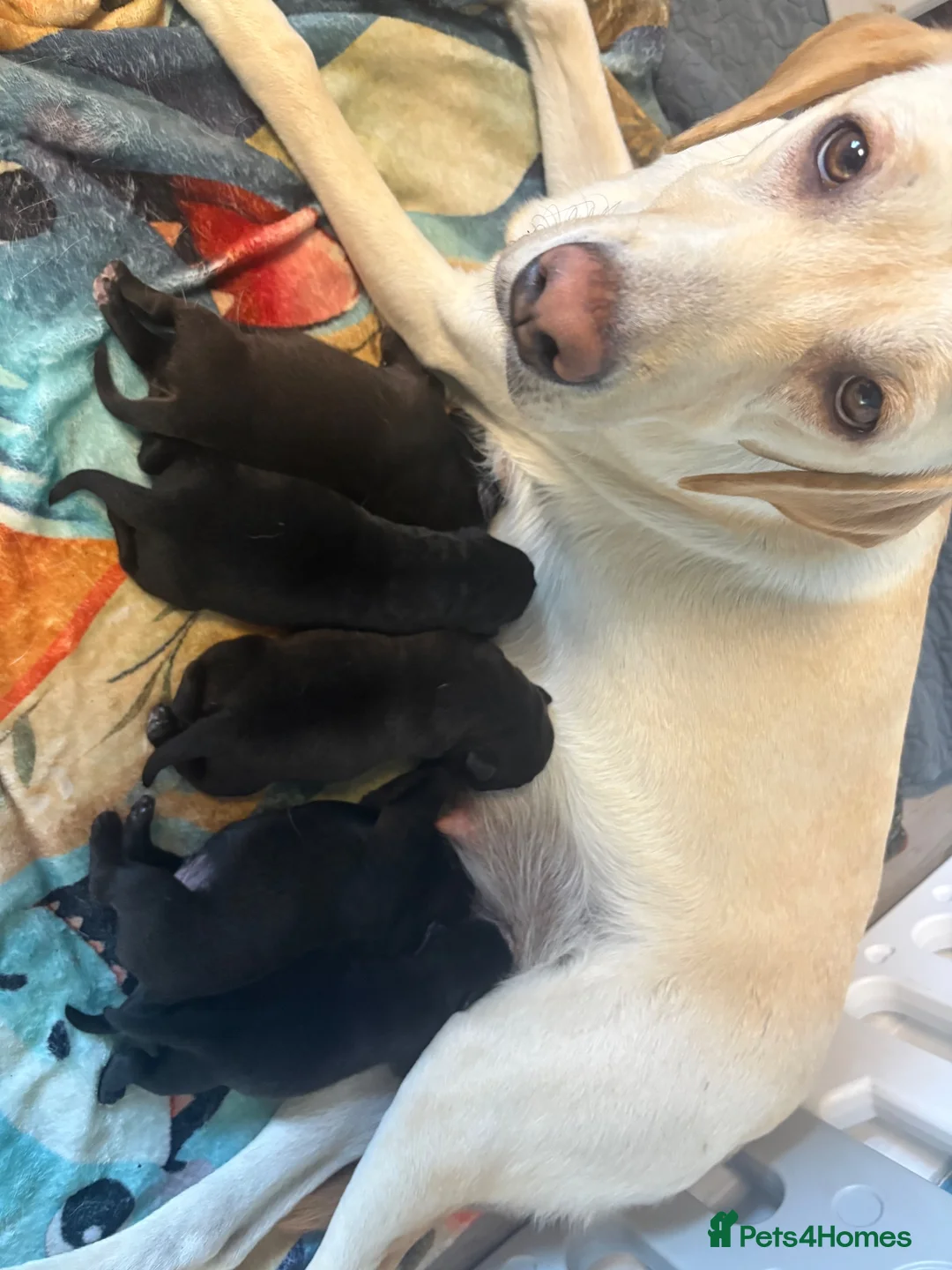 Mixed Breed dogs for sale: Labrador x staff in Nelson - Advert 1