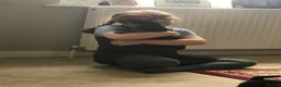 Welsh Terrier dogs for sale: Stunning litter of Welsh terrier puppies  - Advert 18