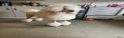 Standard Poodle dogs for sale: Looking for a forever home for my Standard boy - Advert 2