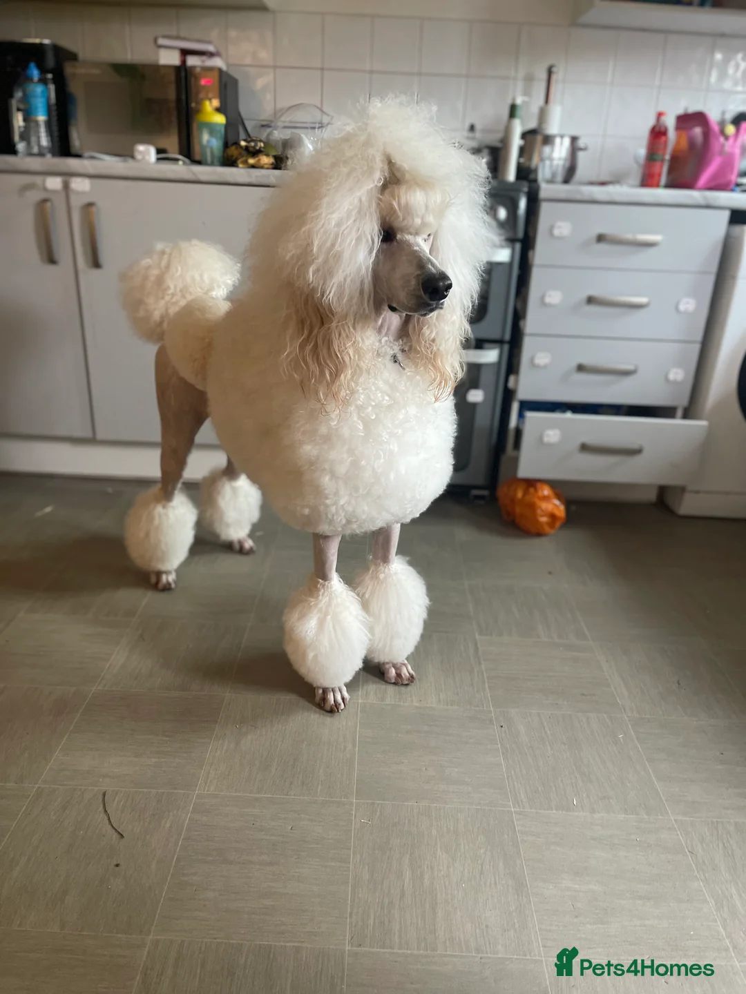 Standard Poodle dogs for sale: Looking for a forever home for my Standard boy - Advert 2