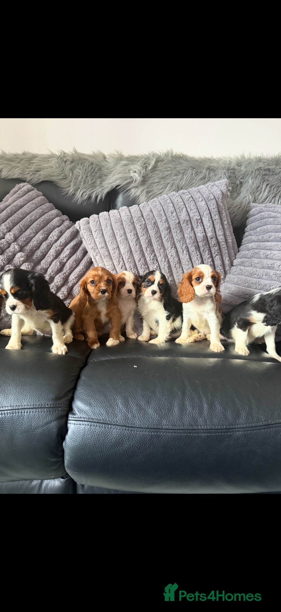 Cavalier King Charles Spaniel dogs Kc cavalier puppies dna clear  - Advert 2