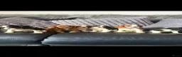 Cavalier King Charles Spaniel dogs for sale: Royal kennel club cavalier puppies dna clear - Advert 6