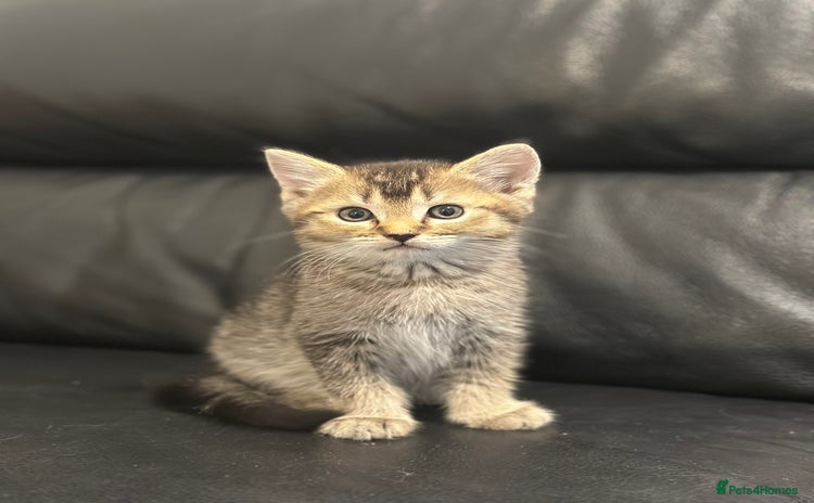 Scottish Fold cats - Advert 4