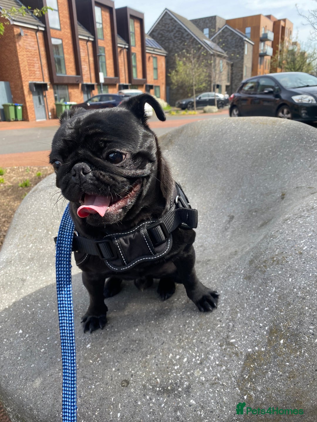 Pug dogs for sale: Pug for sale  - Image 3