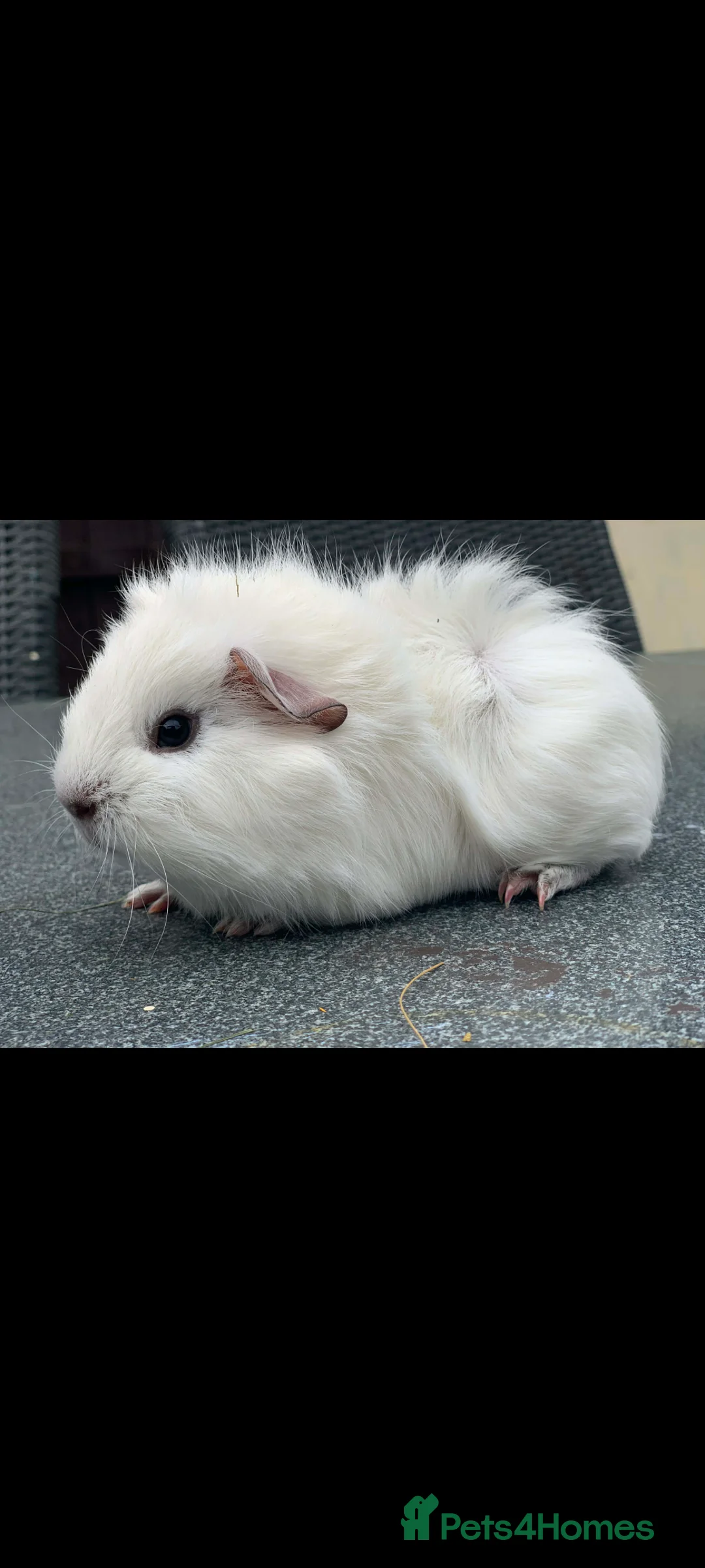 Guinea Pig rodents for sale: Funky dew baby boar pet  - Advert 5