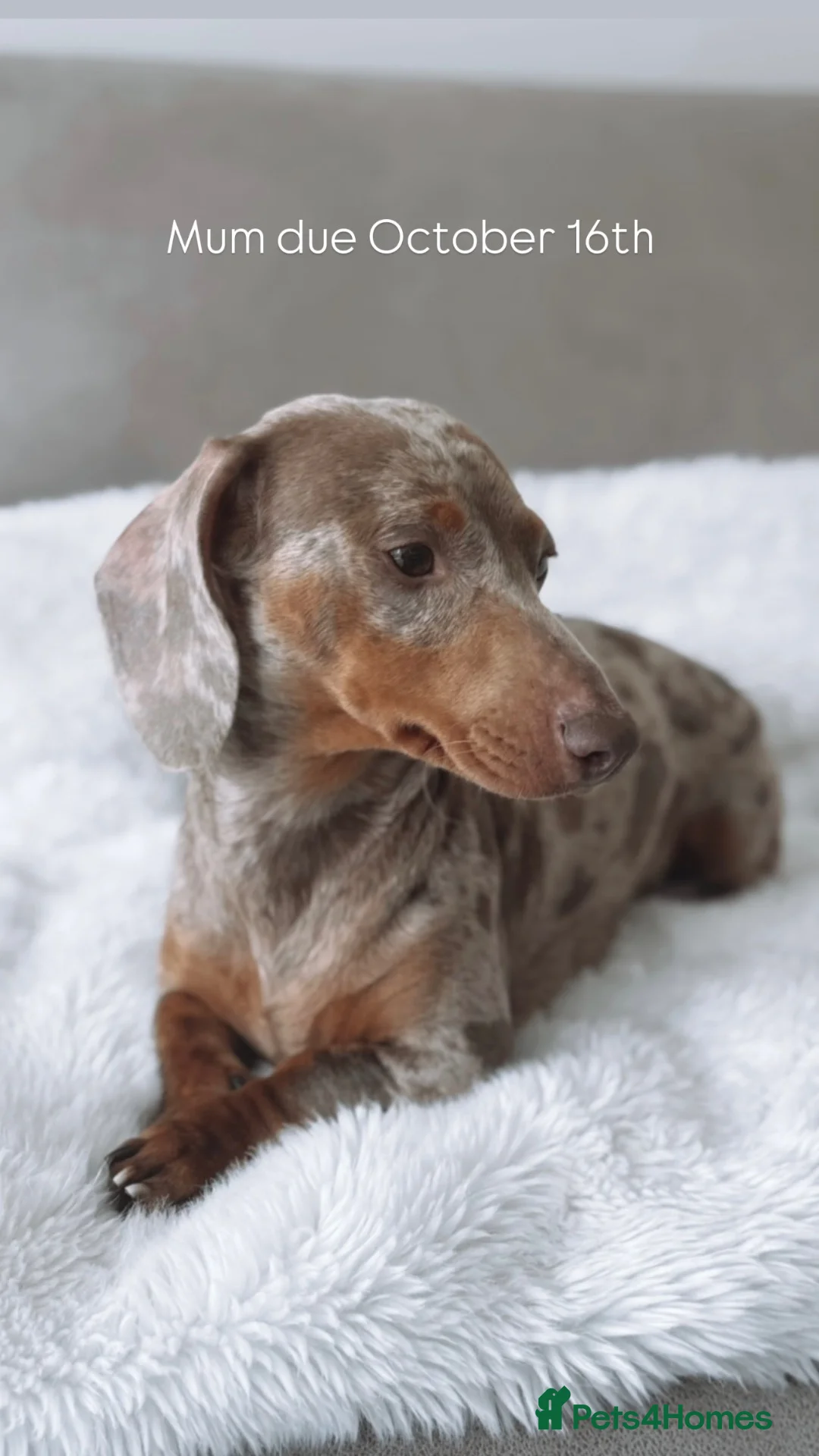 Miniature Dachshund dogs for sale: Litter of Miniature Dachshund Puppies in Doncaster - Advert 1