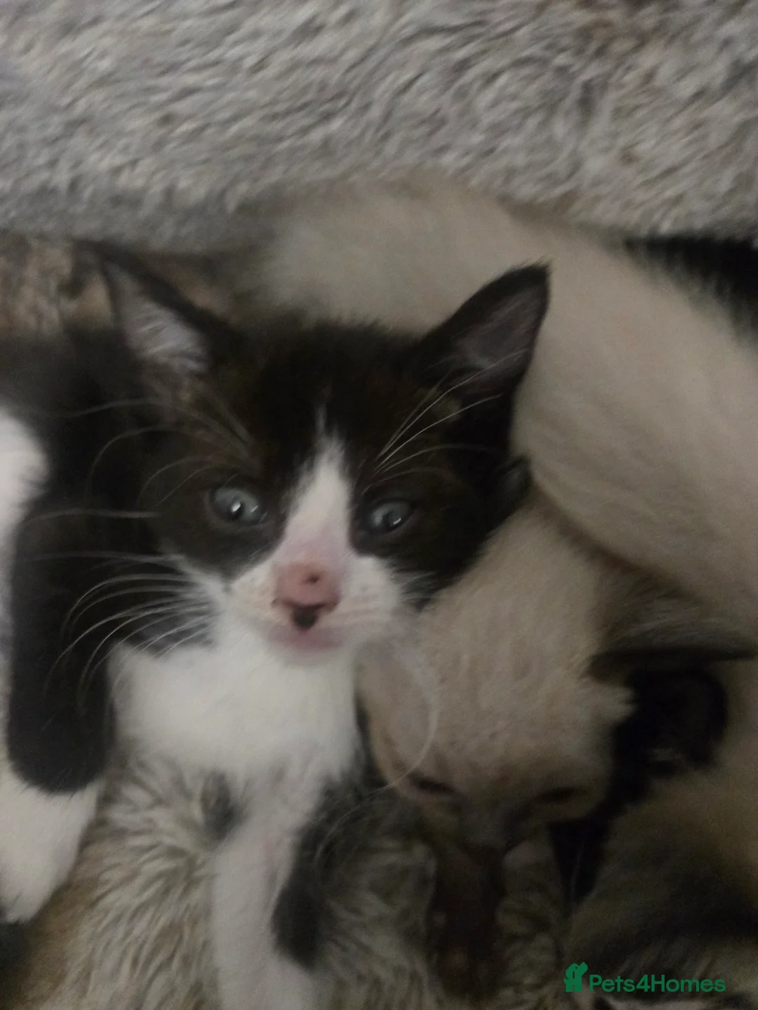 Siamese cats for sale: Beautiful siamese boys and girls  - Advert 8