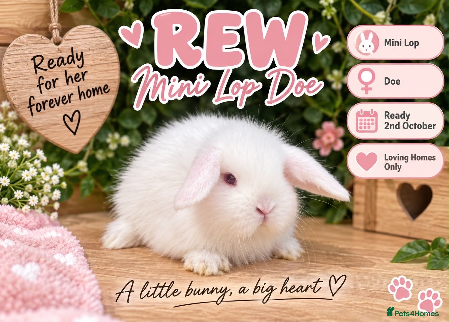 Mini Lop rabbits Mini lops Est since 2014  🩷 - Advert 1