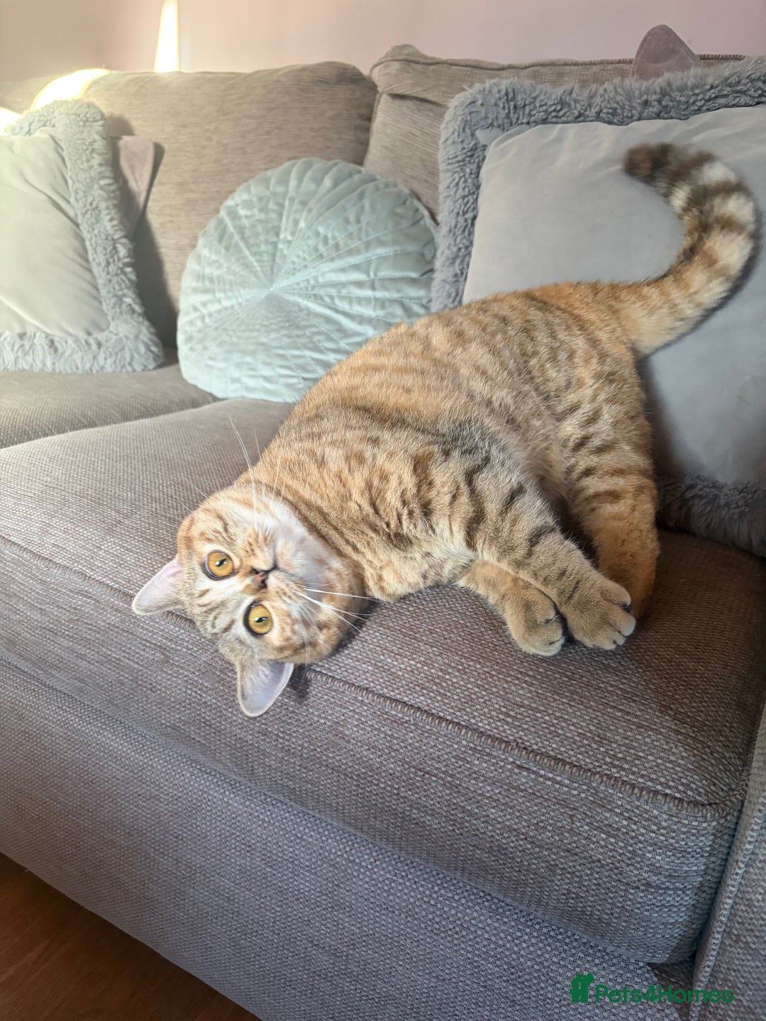 British Shorthair cats for sale: British Shorthair Kittens  - Advert 8