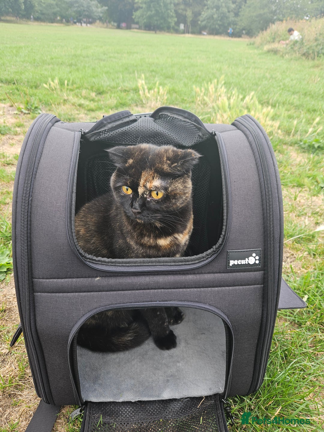 Scottish Fold cats for sale: Tortie girl, wonderful personality, 1.5years old - Advert 8