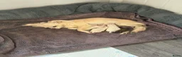 Chihuahua dogs for sale: Beautiful apple head chihuahuas  in Neath - Advert 2