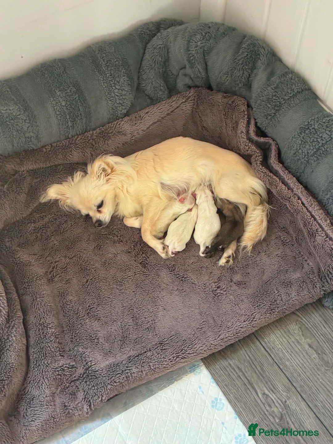 Chihuahua dogs for sale: Beautiful apple head chihuahuas  in Neath - Advert 2