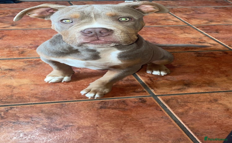 Dorset Olde Tyme Bulldogge dogs - Advert 3