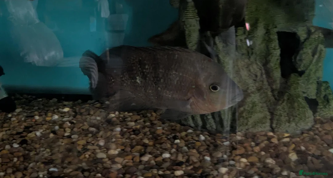 Other/Mixed Breed fish for sale:  Various large fish needing new homes - Advert 2
