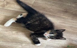 British Shorthair cats for sale: Four Adorable Kittens  - Image 4