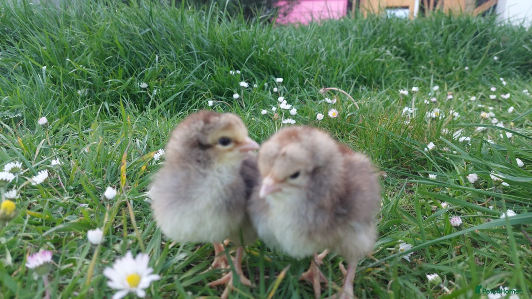 Chickens poultry for sale: Day old chicks / hatching eggs Brahma sussex Pekin - Image 10