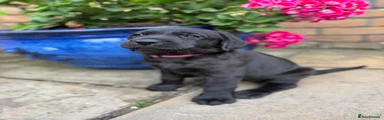 Labrador Retriever 5