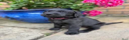 Labrador Retriever dogs for sale: 5 gorgeous Labrador puppies  in Cardiff - Advert 13