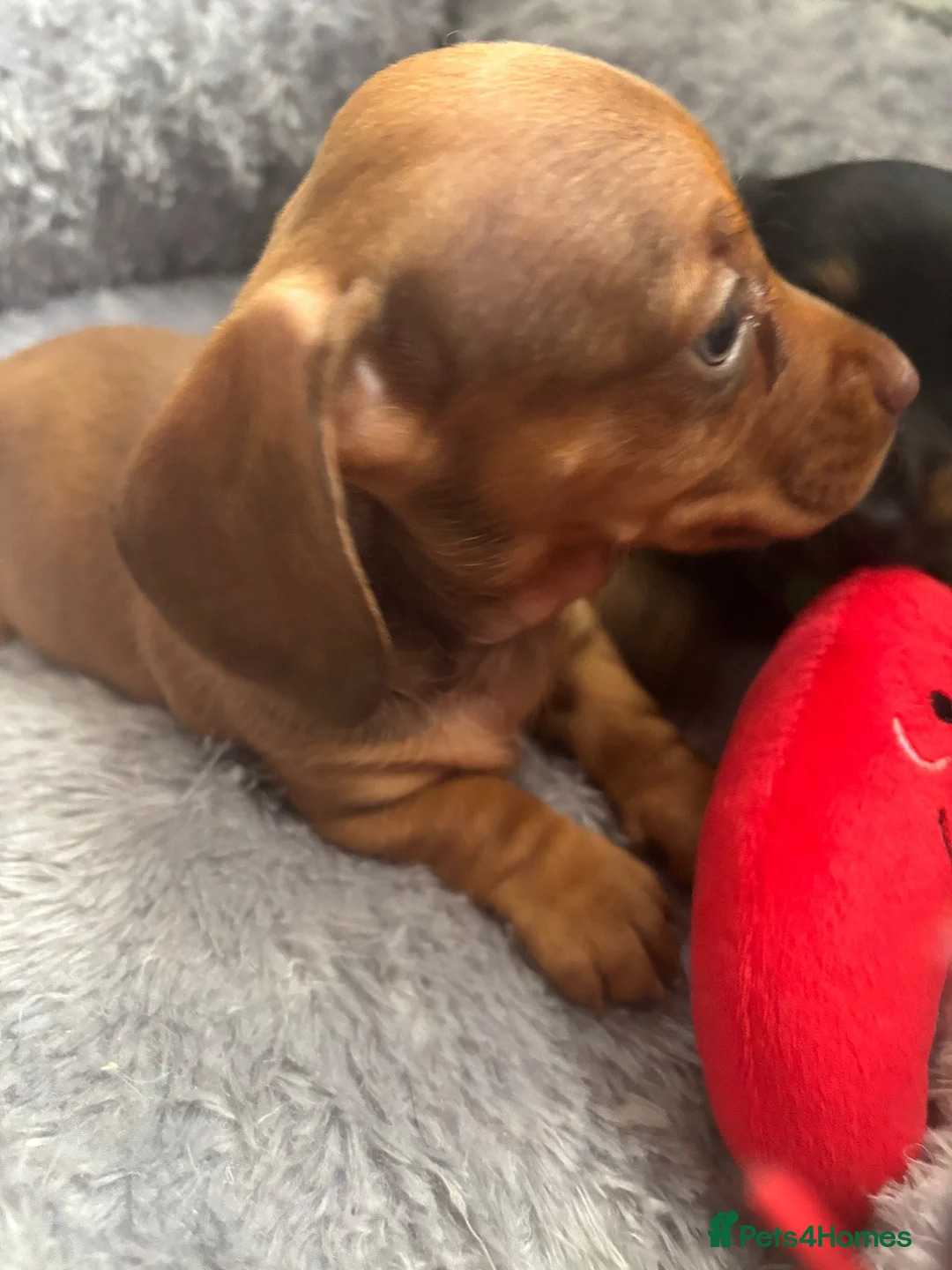 Dachshund dogs for sale: Miniature dashound - Advert 2