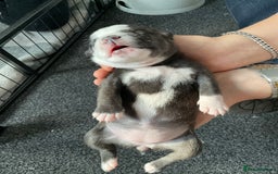 Staffordshire Bull Terrier dogs for sale: Kc Staffordshire bull terrior puppies - Image 13
