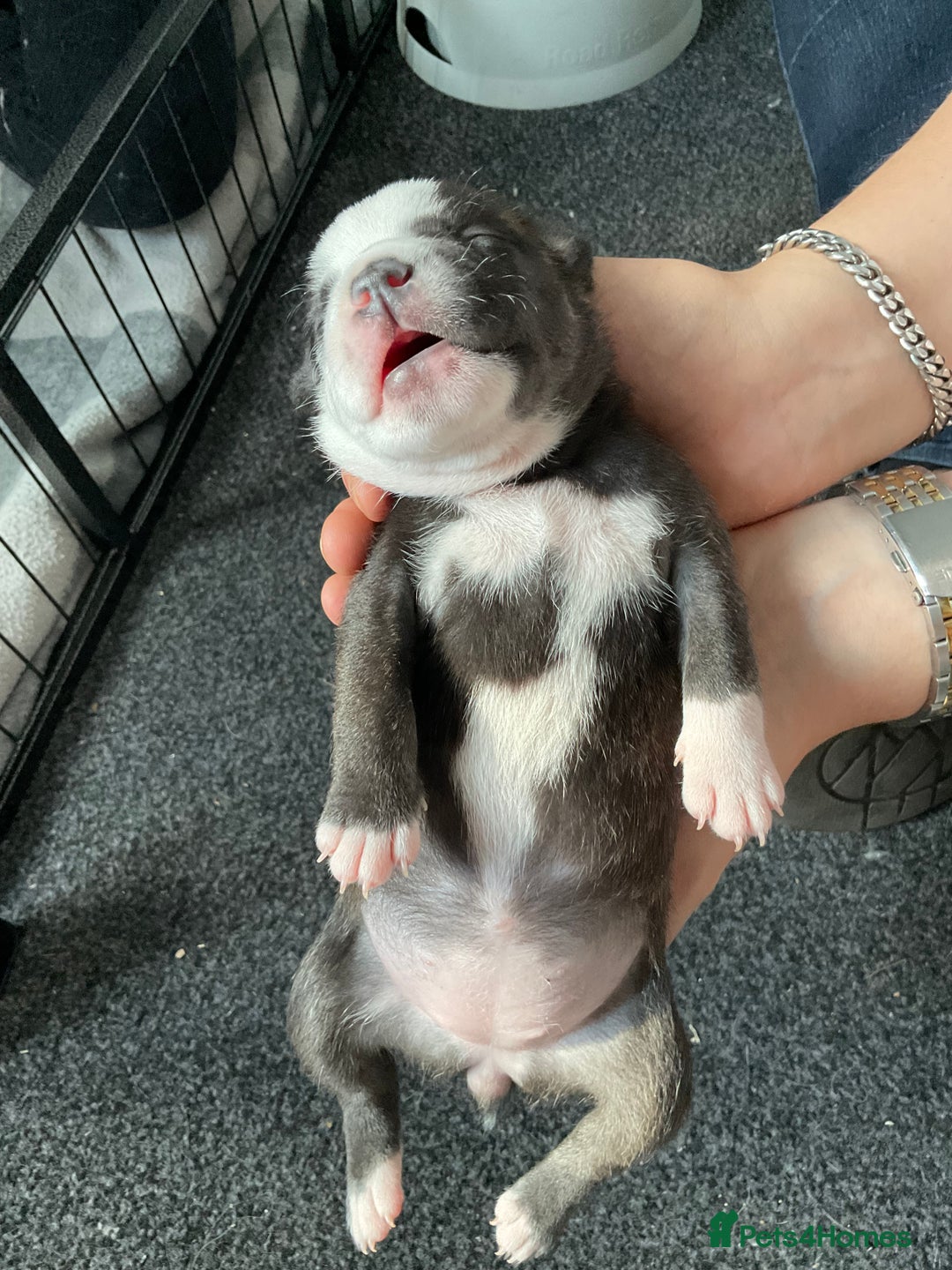 Staffordshire Bull Terrier dogs for sale: Kc Staffordshire bull terrior puppies - Image 13