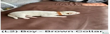 (L2) Boy - Brown Collar