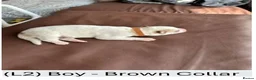 Siberian Husky dogs for sale: 🐾 Siberian Husky Puppies–Two Litters Available 🐾 in Oldham - Advert 8
