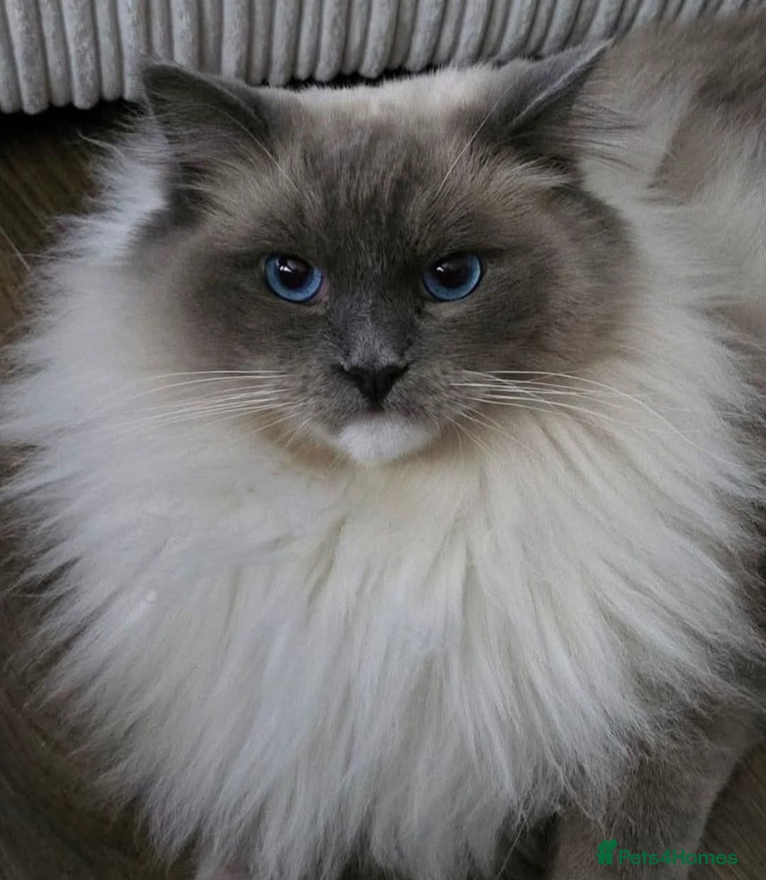 Ragdoll cats for sale: Beautiful purebreed Ragdoll kittens - Advert 15