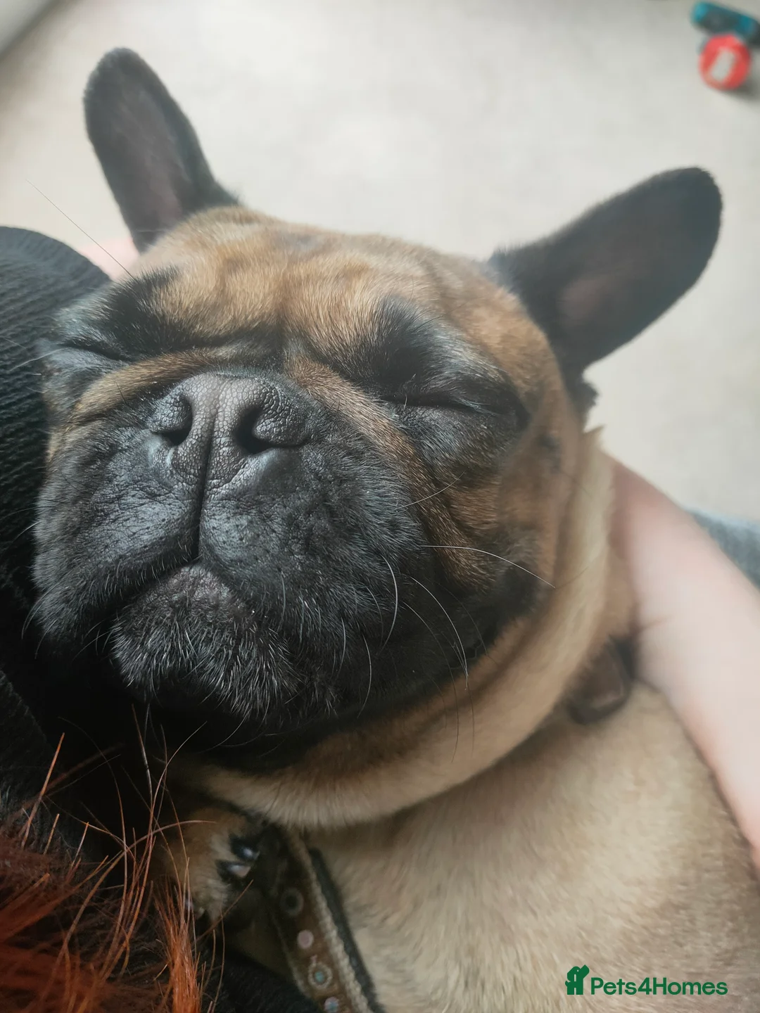 Frug dogs for sale: Beautiful frug  in Bilston - Advert 2