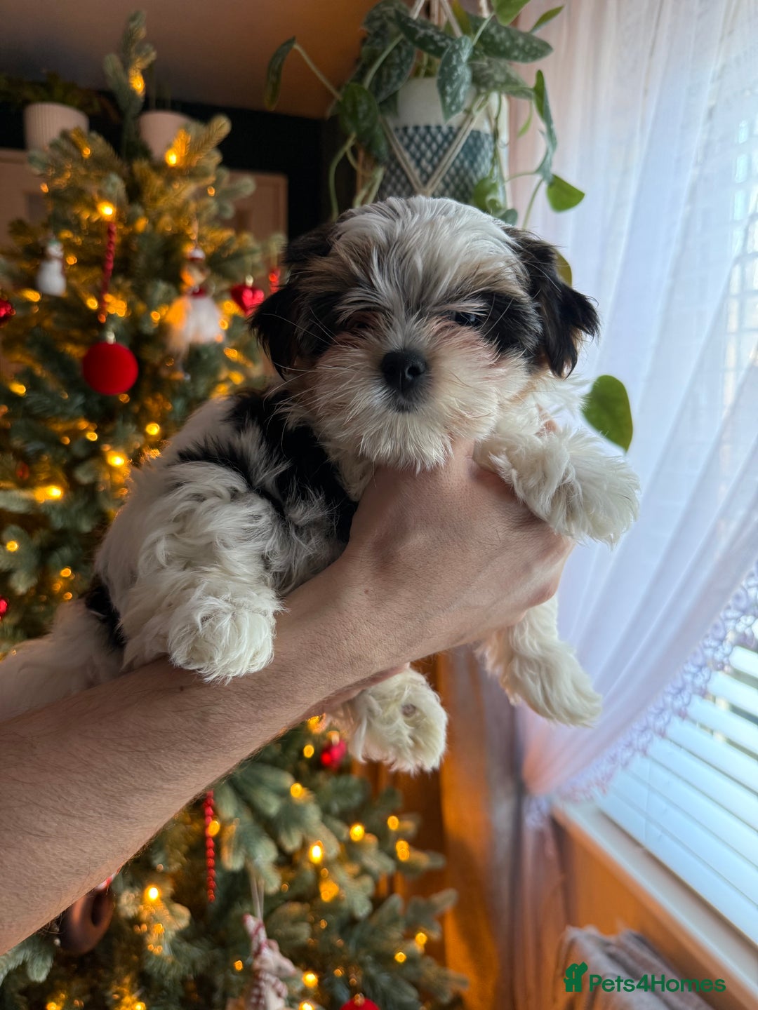 Biewer Terrier dogs for sale: 1 Beautiful Boy Available!!! - Advert 30