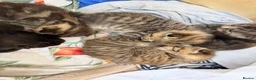 Mixed Breed cats for sale: Tabby/bengal kittens  - Advert 2